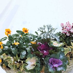 シロタエギク,ヘデラ,ガーデンシクラメン,葉牡丹,ビオラの画像