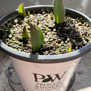 チューリップ,チューリップ,ベランダガーデン,発芽,花の大和の画像