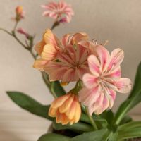 レウィシア,鉢植え,可愛い,マイガーデン,和むの画像