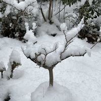 ガーデニング,花のある暮らし,癒し…♡,素敵な出会いに感謝,優しい気持ちの画像