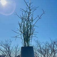 ミルクブッシュ,ミルクブッシュ,フペルジア ゴエベリーの画像