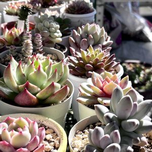 名無しさん,トップシータビー,エケべリア ピンククリスタルローズ,ローズエレガンス,紅葉する多肉の画像