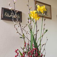 フリージア,ミツマタ,啓翁桜,乙女椿,南天(なんてん)の画像