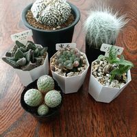 カランコエ,サボテン,胡蝶の舞,ハオルチア,雫石の画像