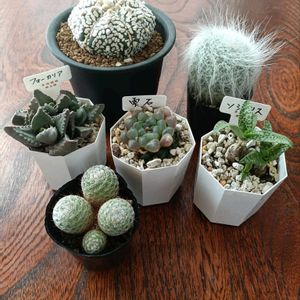 カランコエ,サボテン,胡蝶の舞,ハオルチア,雫石の画像