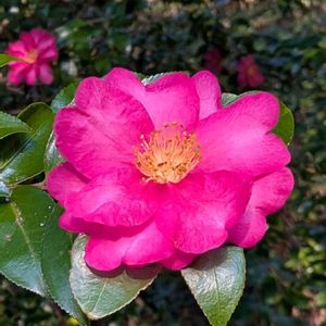 サザンカ,山茶花,雑草,山野草,野草の画像