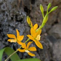 福寿草,お散歩写真,プロステケア,お出かけ先の画像