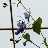 クレロデンドルム・ブルーウィング,ブルーウィング,室内,癒し,花のある暮らしの画像