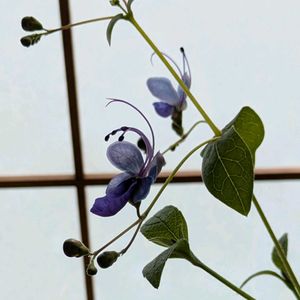 クレロデンドルム・ブルーウィング,ブルーウィング,室内,癒し,花のある暮らしの画像