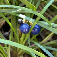 リュウノヒゲ,庭の画像