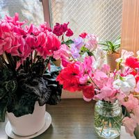 アルストロメリア,アルストロメリア,シクラメン,シクラメン,スイトピーの画像