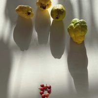 グァバ,グァバ,コーヒーの実,沖縄,成人の日の画像