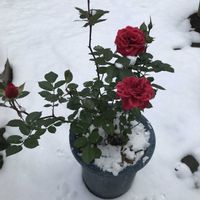 オレガノ,葉牡丹,ラベーンダー,庭の花,お花好きの画像