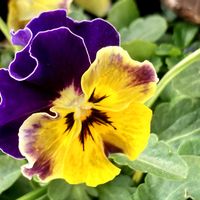 パンジー,観葉植物,癒し,グリーンのある暮らし,GSのみなさんに感謝♡の画像