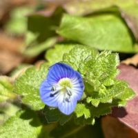 オオイヌノフグリ,おひさま,小石川植物園の画像