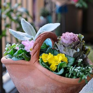 ベランダガーデニング,お気に入りの鉢,癒し…♡,可愛い❤,お花のある暮らしの画像