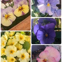 ビオラ,寄せ植え,かわいい,お庭,癒しの画像