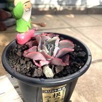 デザートローズ,チワワエンシス,高砂の翁,唐印,エケベリア チワワエンシスの画像