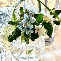 ブルースターの画像