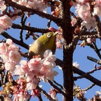 カンザクラ,サクラ,野鳥,伊豆高原,ニューヨークランプミュージアム＆フラワーガーデンの画像