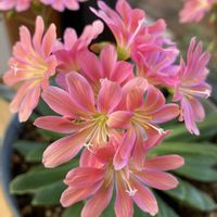 レウィシア,ガーデニング,ピンクの花,花のある暮らし,お花は癒しの画像