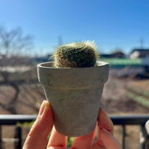 サボテン,黄雪晃,実生の画像