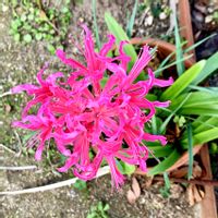 ネリネ,ダイアモンドリリー,可愛い,花のある暮らし,緑のある暮らしの画像