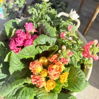 ネメシア,ノースポール,バラ咲きジュリアン,コプロスマ,横浜セレクション フレアーブルーの画像