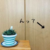 アロエ,アロエ,アロエぺぺ,アロエPepe,多肉植物の画像