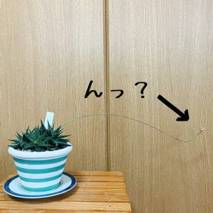 アロエ,アロエ,アロエぺぺ,アロエPepe,多肉植物の画像