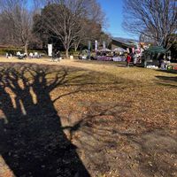 ケヤキ,公園散歩,富士西公園,スカッ晴れの画像