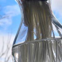 ヒヤシンス,水耕栽培,ヒヤシンス水栽培,雲仲間の画像