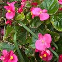 ベゴニアの画像