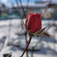 ハボタン,雪だるま♪,バラ（赤）,ミニバラ（黄色）,植えっぱなしの画像