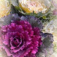 ハボタン,葉牡丹,大人の着せ替え人形,花言葉,キュンキュン乙女倶楽部の画像