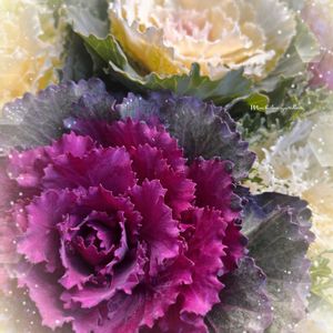 ハボタン,葉牡丹,大人の着せ替え人形,花言葉,キュンキュン乙女倶楽部の画像