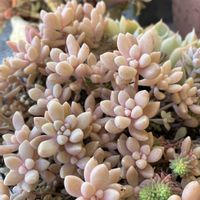 姫秀麗,寄せ植え,多肉植物,多肉寄せ植え,多肉大好きの画像