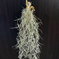 エアープランツ,ウスネオイデス,ウスネオイデス,スパニッシュモス,メルカリ購入の画像