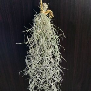 エアープランツ,ウスネオイデス,ウスネオイデス,スパニッシュモス,メルカリ購入の画像