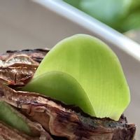 アマリリス,アマリリス,癒し,緑の葉,窓辺の画像