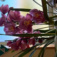 シンビジウムの画像