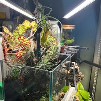 チランジア,チランジア,ベゴニア,コケ,メディオカルカ デコラタムの画像