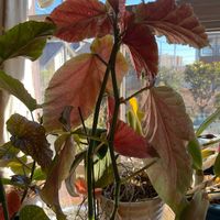 木立ベゴニアの画像