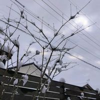 アオダモ,どうでもいい話ですねの画像