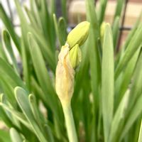 アリッサム,スイセン,紅葉,水仙,森村万年草の画像