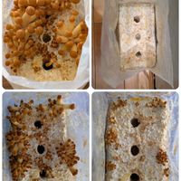 緑のある暮らし,いただきもの,なめこ栽培,人に優しく,その他部屋の画像