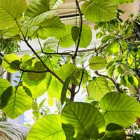 ウンベラータ,フィカス　ウンベラータ,フィカス・アルテシマ,フィカス ルビー,フィカスの画像