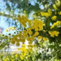 ミモザ,可愛い,癒し,マメ科,美しいの画像