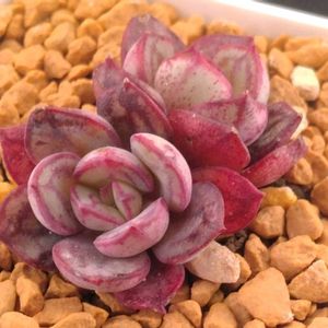 ハオルチア,多肉植物,エケベリア属,ハオルチア属,多肉大好きの画像