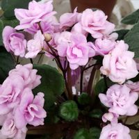 花のある暮らし,緑のある暮らし,過去pic,今日のお花,温泉県大分♨️の画像